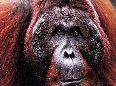 up-close photo of an orangutan